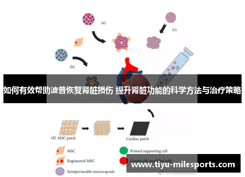 如何有效帮助波普恢复肾脏损伤 提升肾脏功能的科学方法与治疗策略